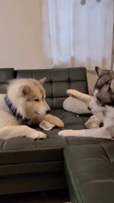 The way one dog nags and complains, while the other waits patiently for it to blow over