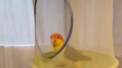 🦜