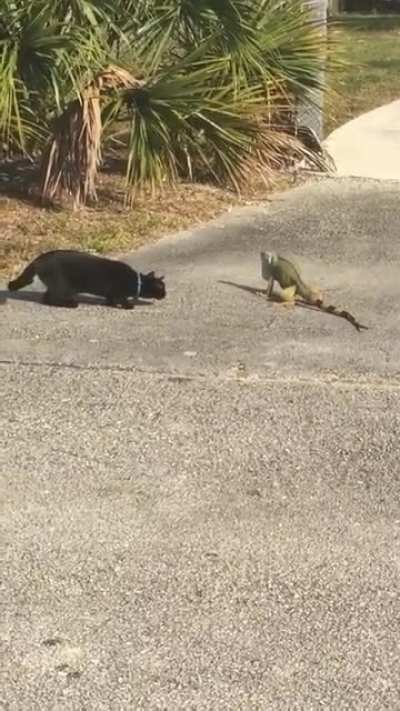 A cat and a lizard walk into a bar