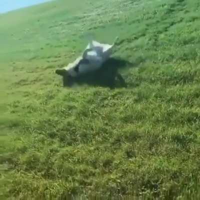 Happy doggo slides downhill