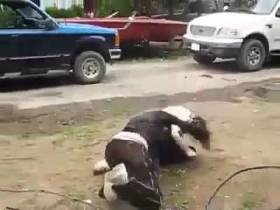 girls fight