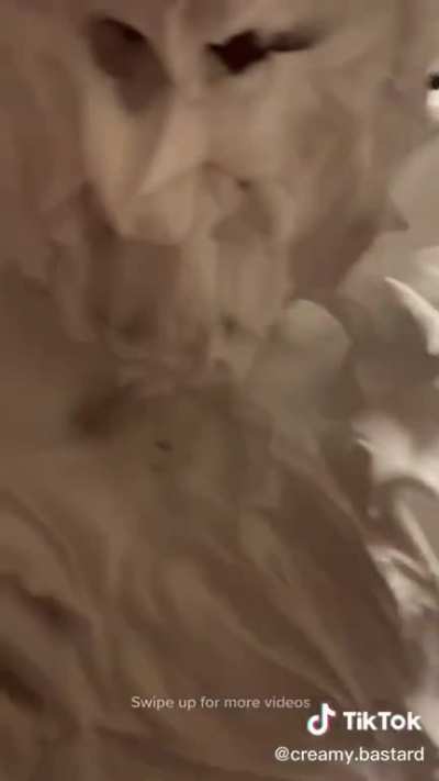 He for sure is creamy