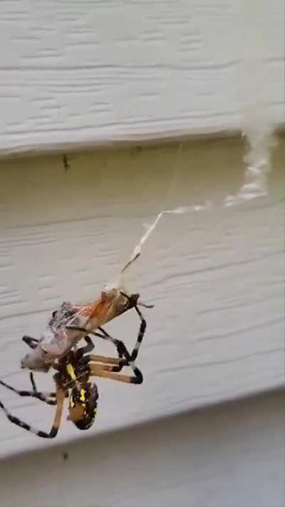 Spider wrapping it’s prey at light speed