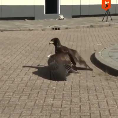 "Достали эти дроны...!"