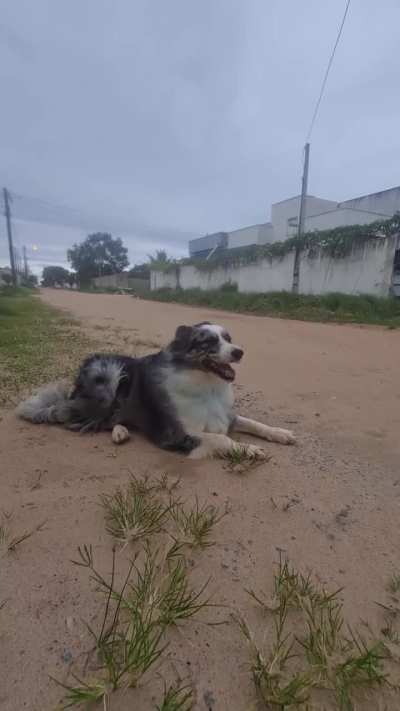 Zé fifi