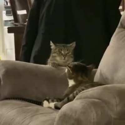 Mission CatAttack is a GO.