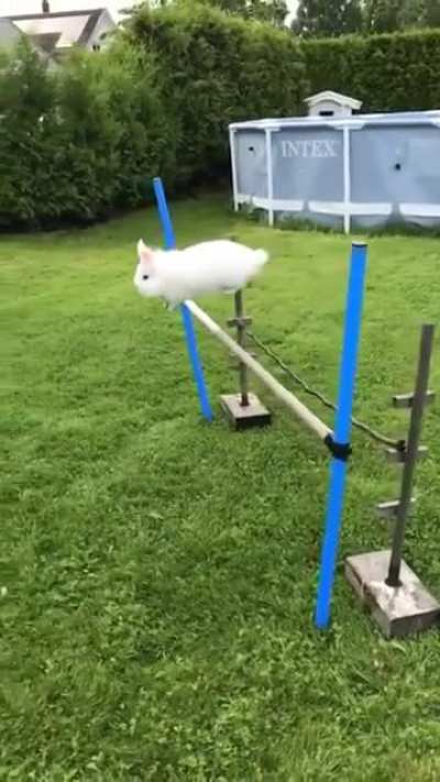 I like to call him the super rabbit