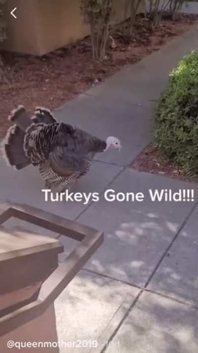 A woman is stopped from entering her car by a wild turkey that decides to chase her down