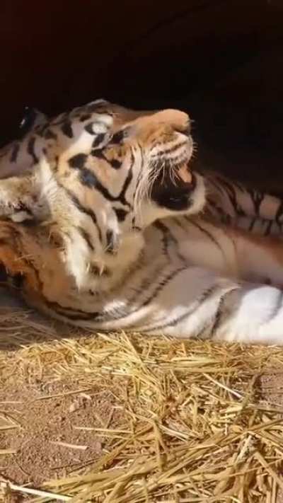 Tiger being woken up by zoo attendant