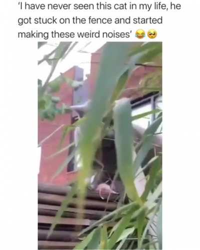 Who gave it the n word pass tho?