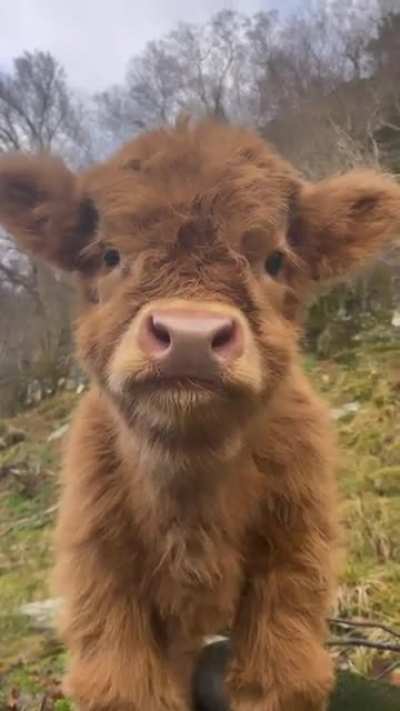It's just cute and fluffy little Rainboy living his best life in the Norwegian countryside...