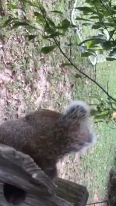 How to find nuts ... or ... "Ouch"❗