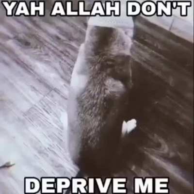 Allah said it!!!!!11!1!1!111!!!!!😢😢😺🌹👋👋🌹🌹🏳️‍🌈🏳️‍🌈🇾🇪🇾🇪