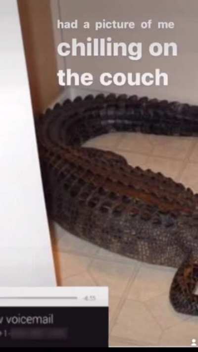 Alligator