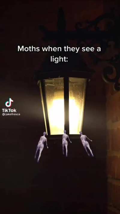 Moth Style