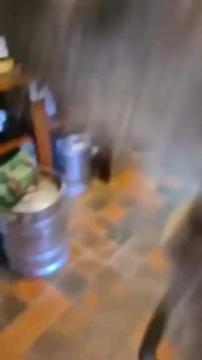 A kangaroo walks into a bar...
