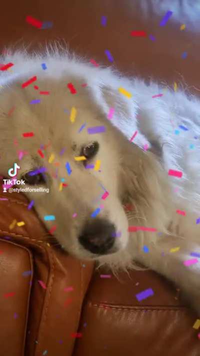 Existential Crisis Dog