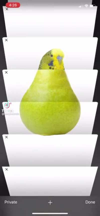 budgie but it&rsquo;s a pear