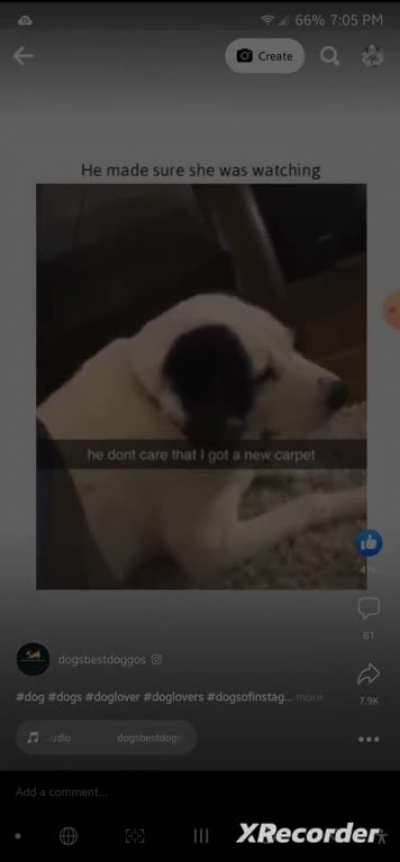 Dog does owner dirty