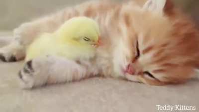 Warm cuddles
