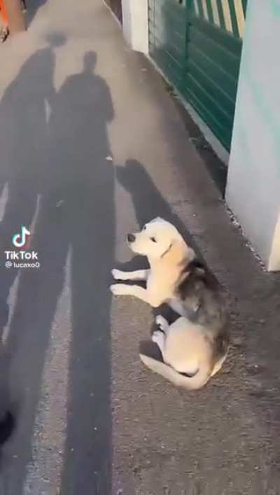Guy tries to pat dog...
