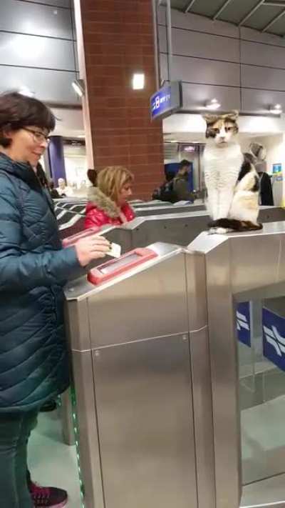 Please the cat.
