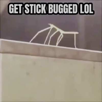 Sticc bug