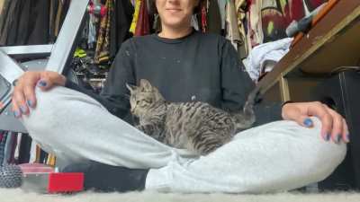 I adopted Scotty Kitten yesterday and we&rsquo;re totally obsessed with each other