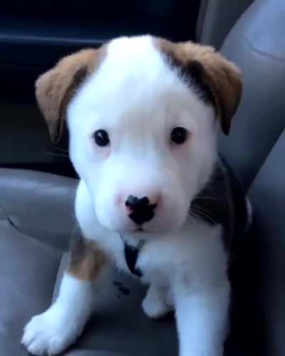Puppy getting mad at his own hiccups..