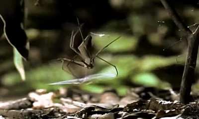 How the gladiator spider hunts