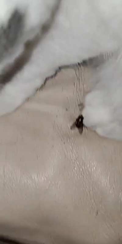 A fly thats particularly brave