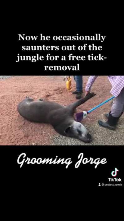 Jorge the Spoiled Tapir