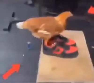 Chickem
