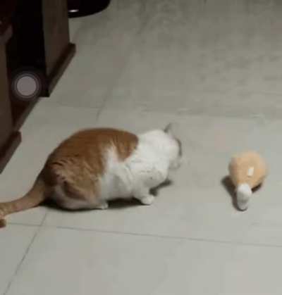 Kitty vs. Drumstick
