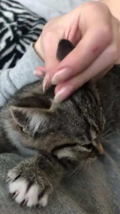 This is my cat Cleo when she was a baby, her yell didn&rsquo;t improve when she got older.