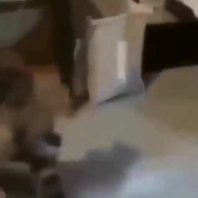 Gato xd