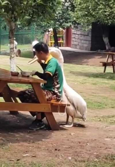 This pelican that won't let this guy eat