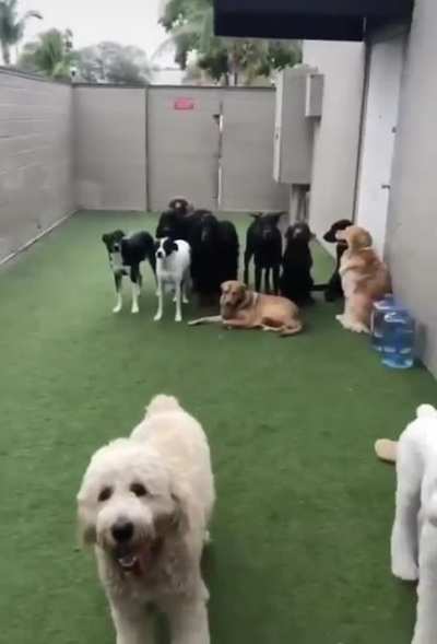 Dog
