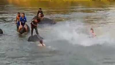 Веселые купания / Swimming With Elephants