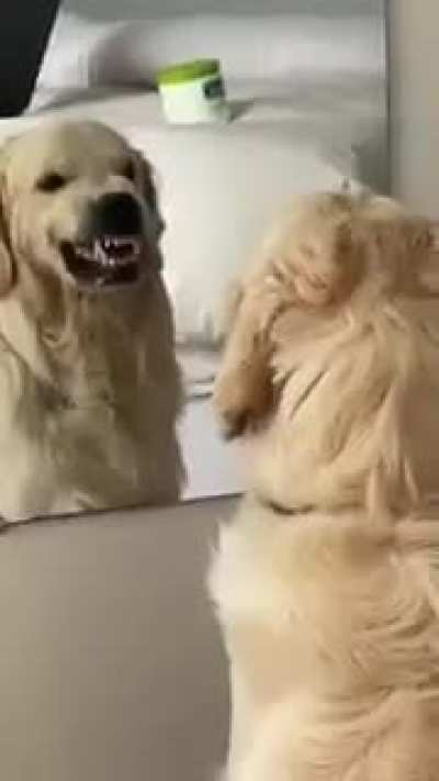Apenas um c&atilde;o sorrindo no espelho para alegrar seu dia
