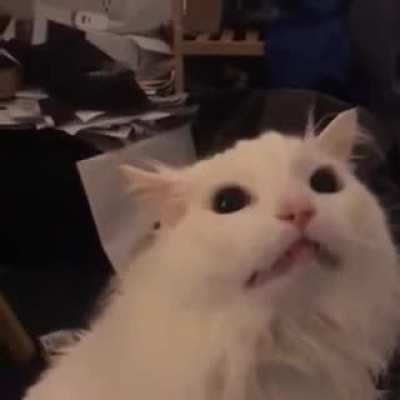 Half Life Cat Attack