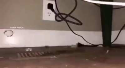 RATO AAAAAAAAAAA