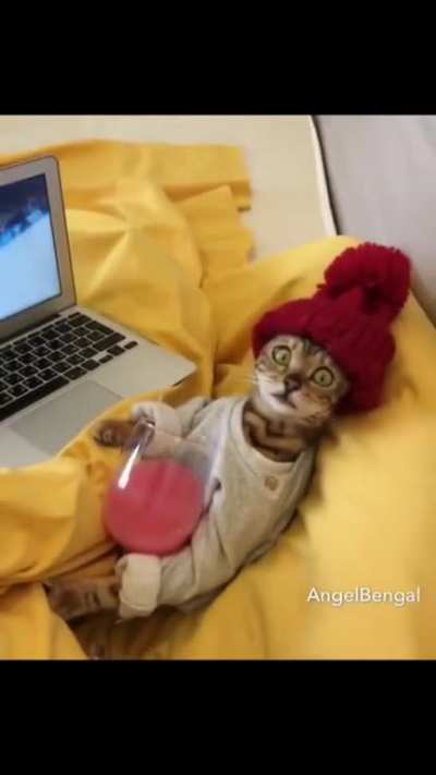 meow_irl