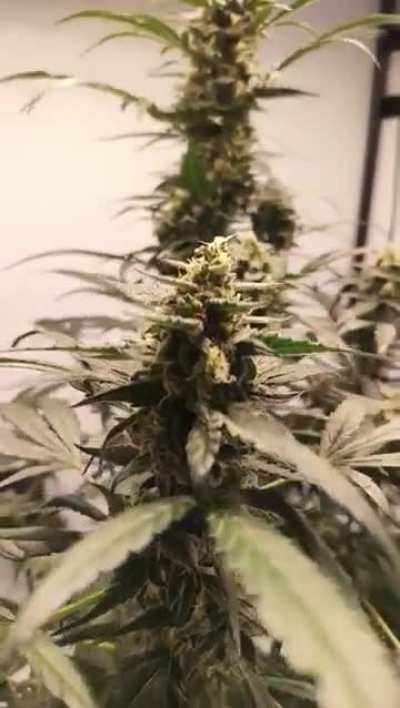 Time to harvest?