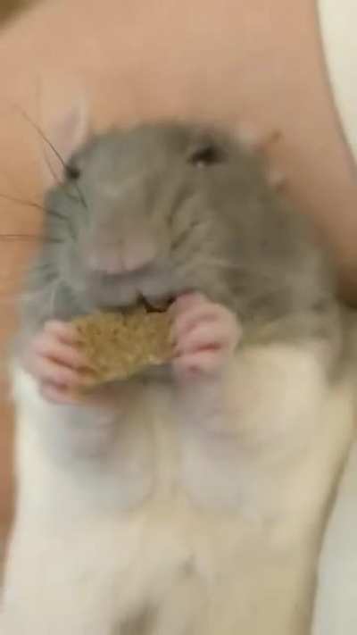 Rat cronch ASMR