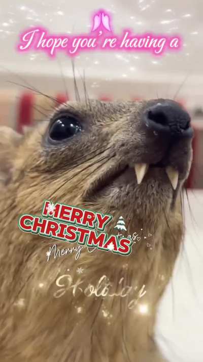 Sending &ldquo;Merry Christmas&rdquo; to the group chat be like 