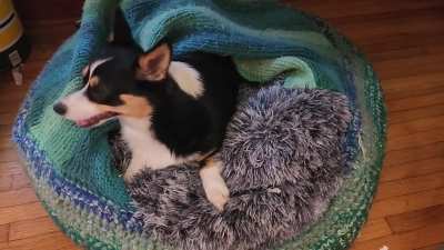 Just corgi things...