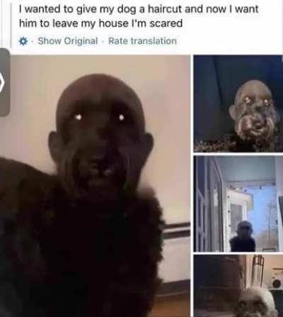 dog