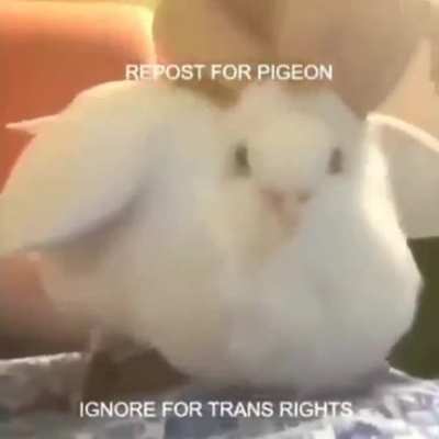 i MUST REPOSTTTTTT