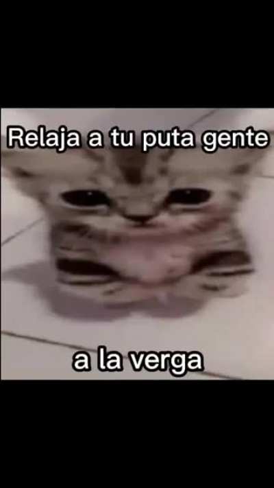 soy gato